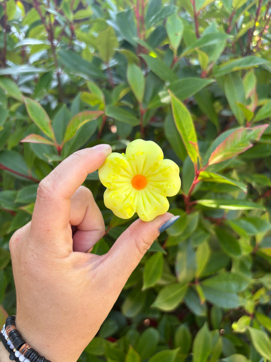 Hibiscus flower