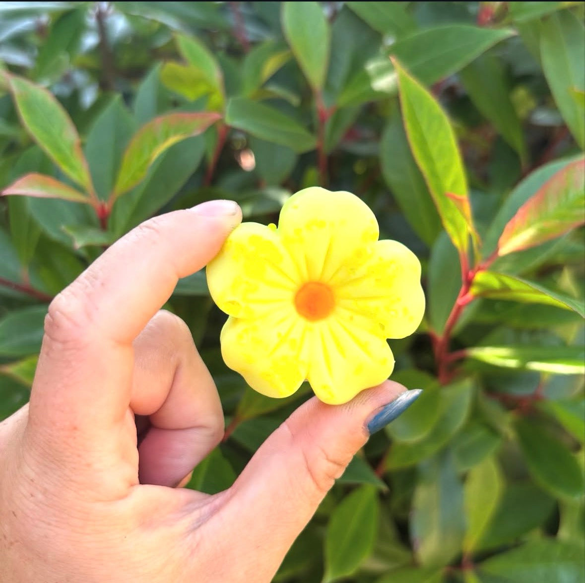 Hibiscus flower 🌸